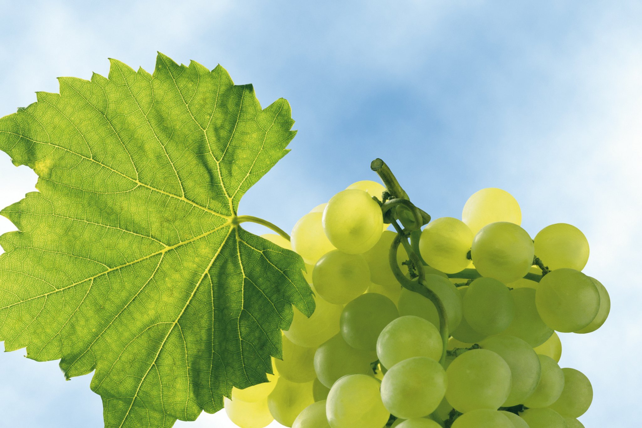 Wine grapes with green leaf, view against sky.